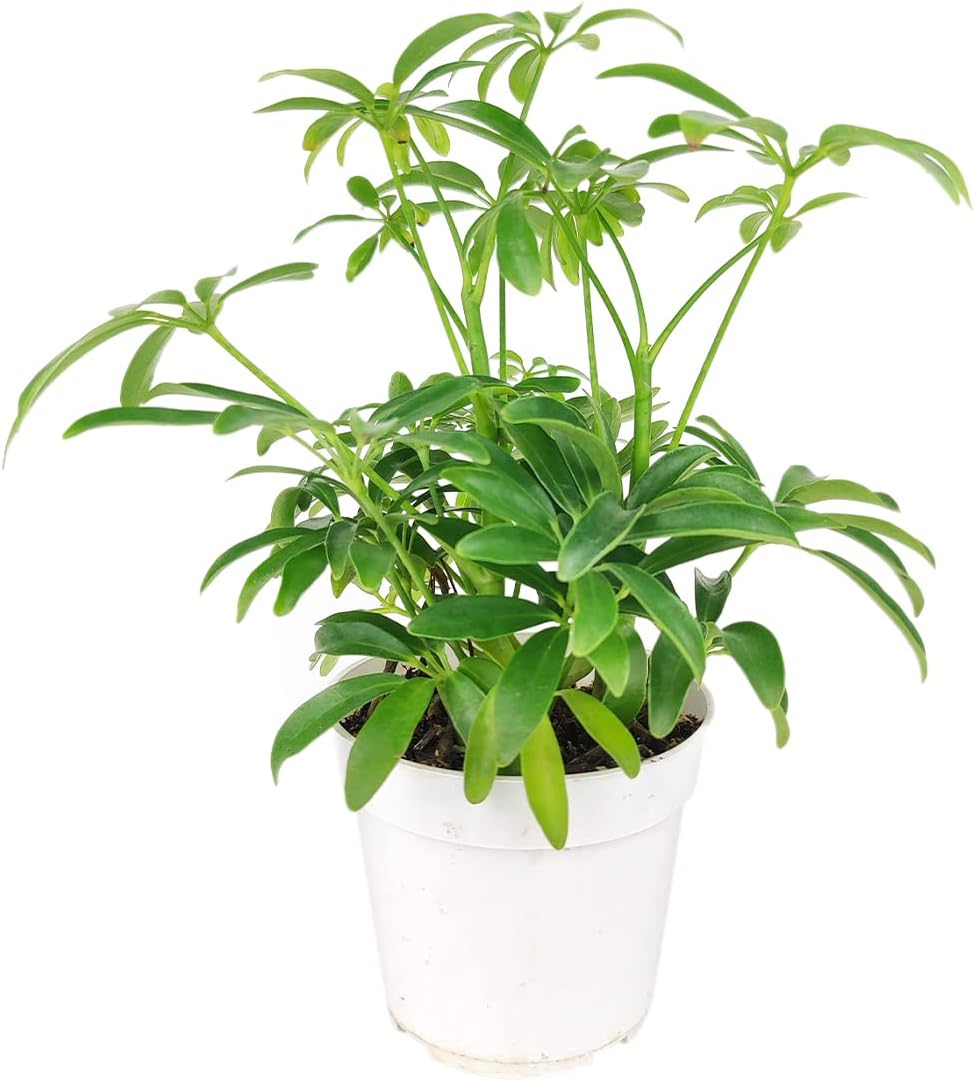 Schefflera Arboricola - Dwarf Umbrella Tree (4" Grower Pot) - Tropical Houseplant - Low Light and Healthy Houseplant - Easy to Care Indoor Houseplant
