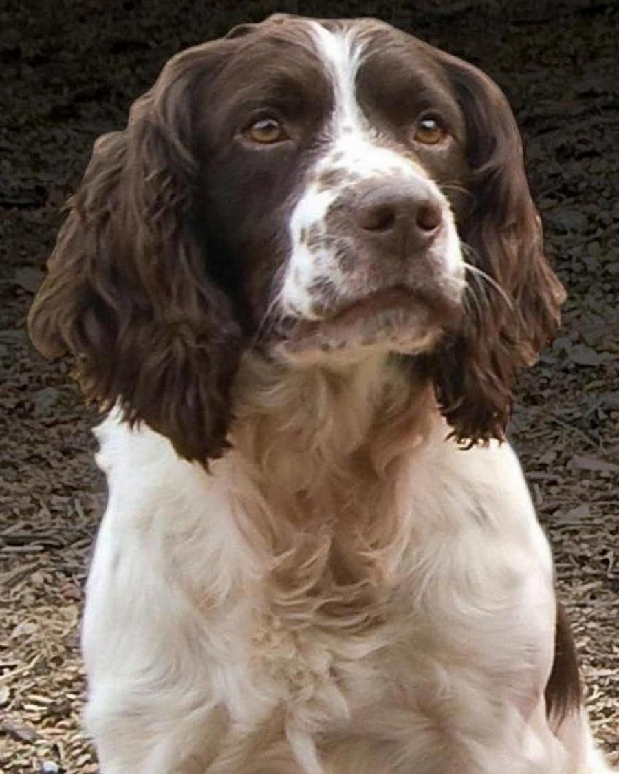 Renqidian Pre Printed Cross Stitch Kits Springer Spaniel Animal 11CT Stamped Embroidery Kit DIY Needlework Art for Adults Beginners Home Decor （40x50 cm）