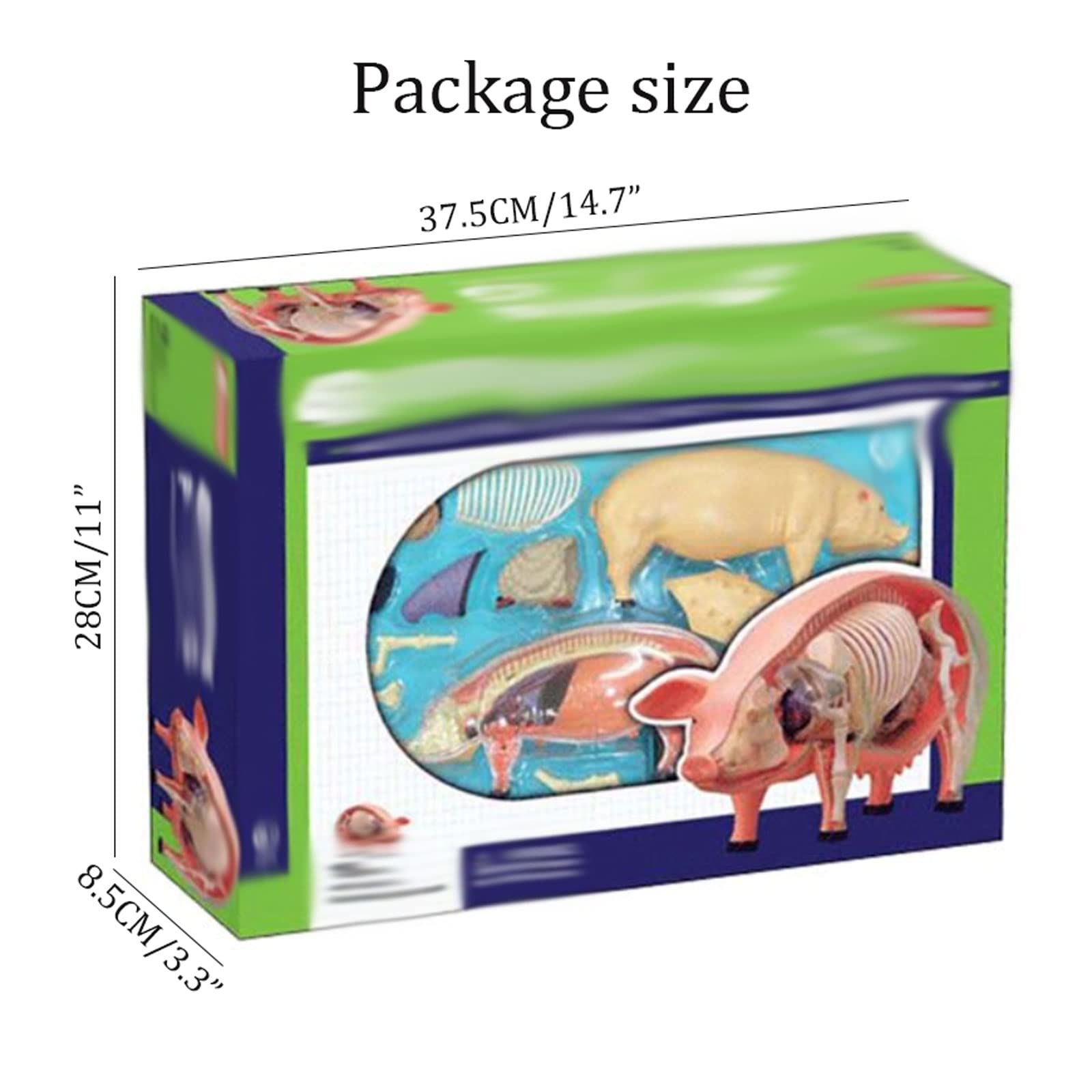 Amazon.co.jp: 人体模型 解剖モデル 4d 動物器官モデル 豚解剖モデル