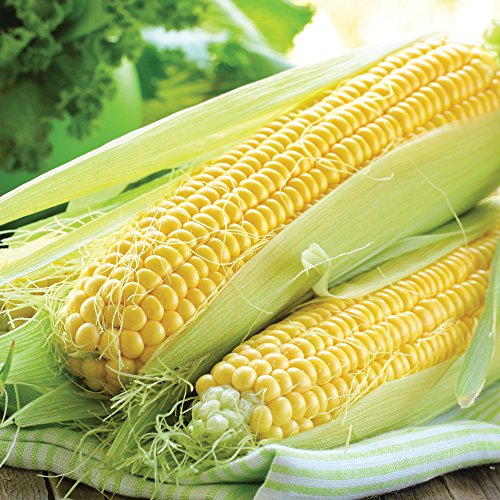 Sweetcorn Seeds Grow Your Own Vegetables for Garden & Allotment Produce Variety Lark Approx 25 Seeds Finished Packet by Thompson & Morgan