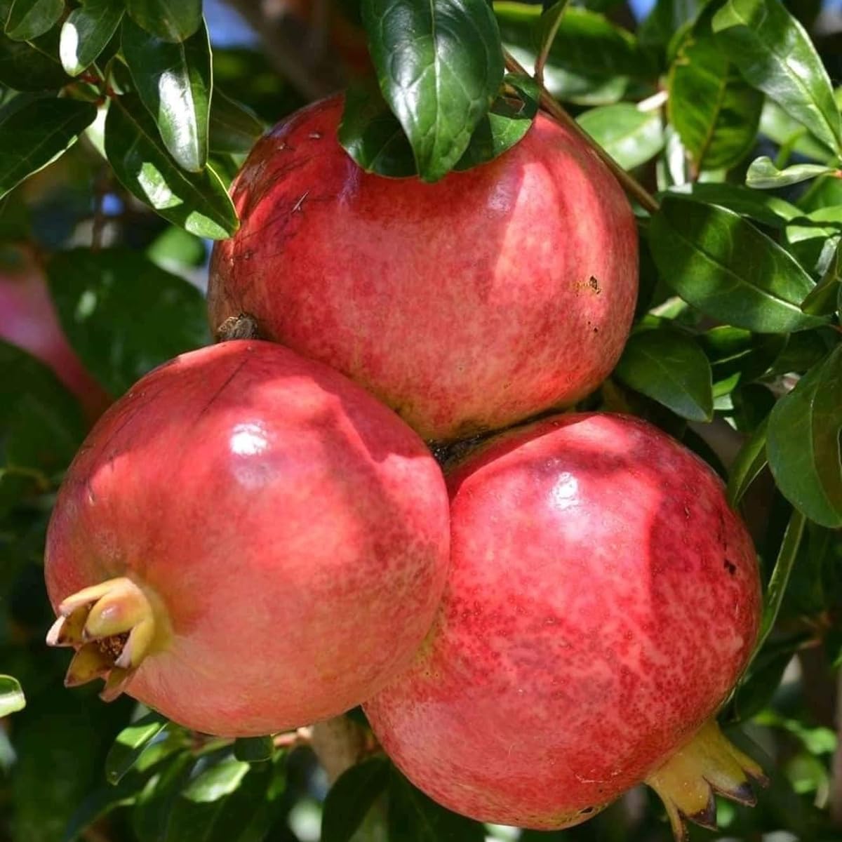 TENDER LEAVES Full-Sun-Exposure Exotic Pomegranate MUSKATI RED Variety Fruit (Air Layering/Grafted) Live Plants & Tree (1.5 Feet Size) your Kitchen Garden.-image-42