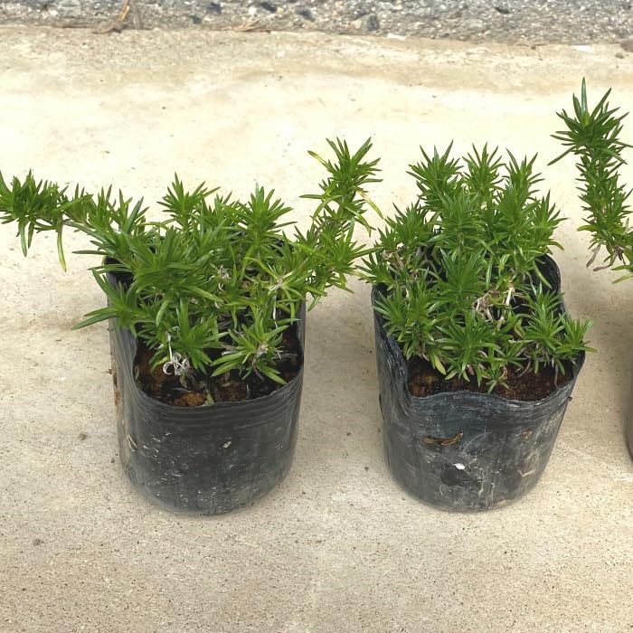 入手難しい 切り花品種 薔薇苗 複色 レア薔薇VIP切花薔薇大苗 超希少