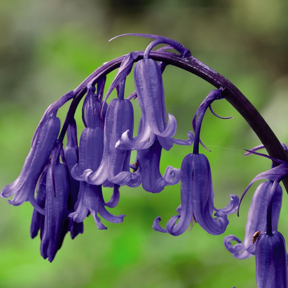 English Bluebell Outdoor Scented Flower Bulbs with First Year Flowering Guarantee and Year After Year Multiplying, 8 x English Bluebell Bulbs by Thompson and Morgan.