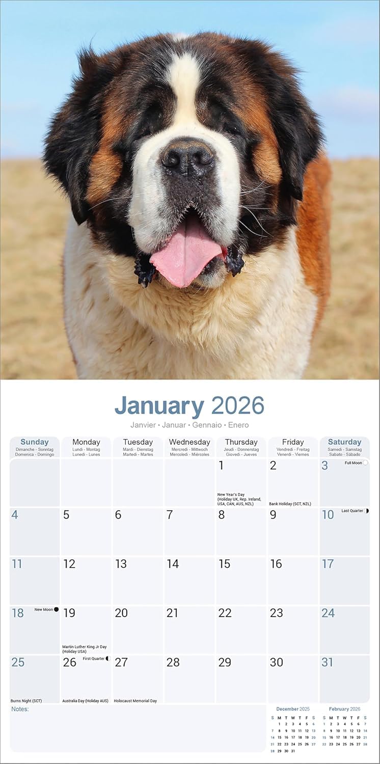 Calendario 2026 De Dalmatian Puppies | Calendario Cuadrado De Pared De Raza De Perro | 16