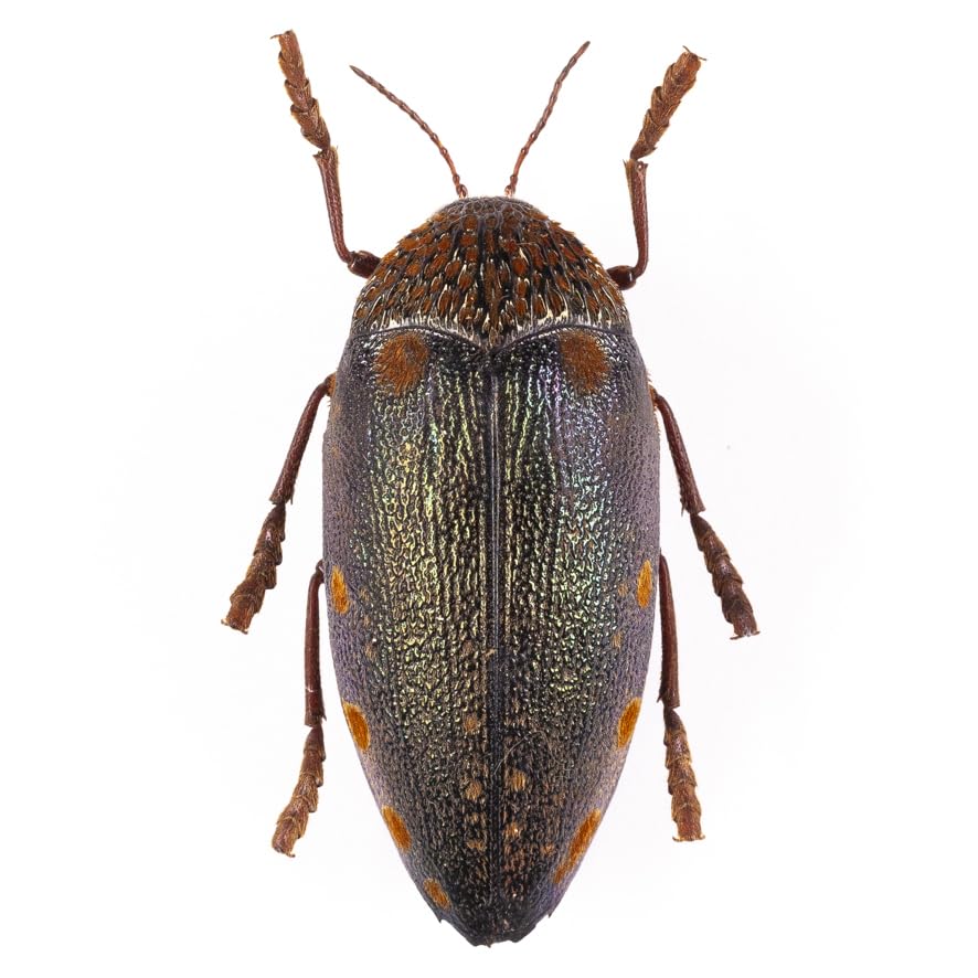 Amazon | S. castanea boucardi 05 カスタネアフトタマムシ標本