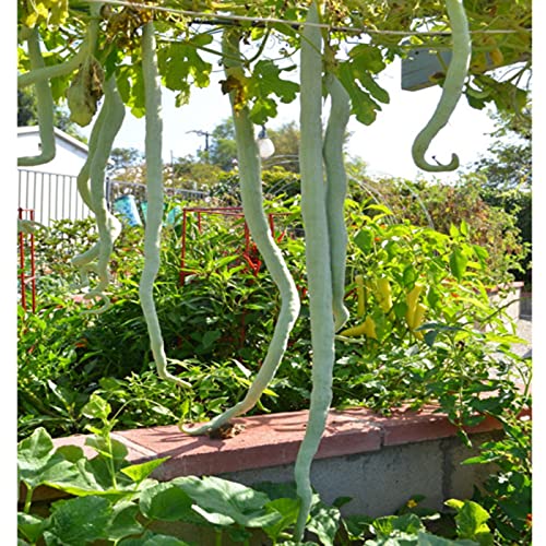 Golden Hills Farm Hybrid Snake Gourd, Serpent Gourd, Chichinda Vegetable Seeds 40+ Seeds (B095PZMRJ7) Amazon Price History, Amazon Price Tracker