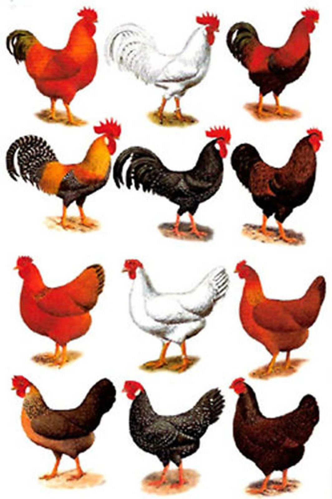 Rooster Hen Overglaze Waterslide Ceramic Decals 1 Inch (12 Decals)