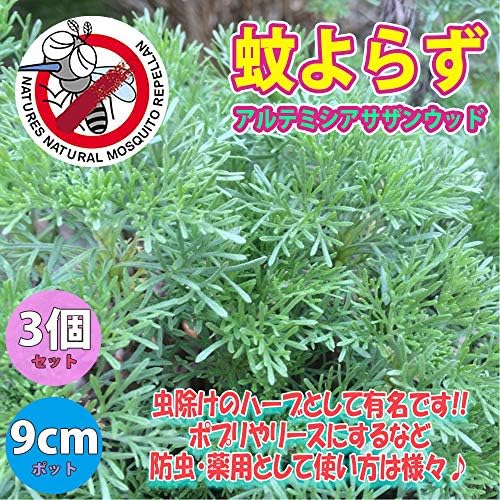 Amazon Co Jp 蚊よらずハーブ アルテメシア サザンウッド 品種で選べるハーブ苗9cmポット 3個セット オーストラリアでは蚊が嫌がる植物として有名です 細く青みがかったシルバーリーフを肌にこすりつけたり 切り口から出る樹液を使います 虫除けのハーブとして Amazon Co Jp 蚊よらずハーブ アルテメシア サザンウッド 品種で選べるハーブ苗9cmポット 3個セット オーストラリアでは蚊が嫌がる植物として有名です 細く青みがかったシルバーリーフを肌にこすりつけたり 切り口から出る樹液を使います 虫除けのハーブとして