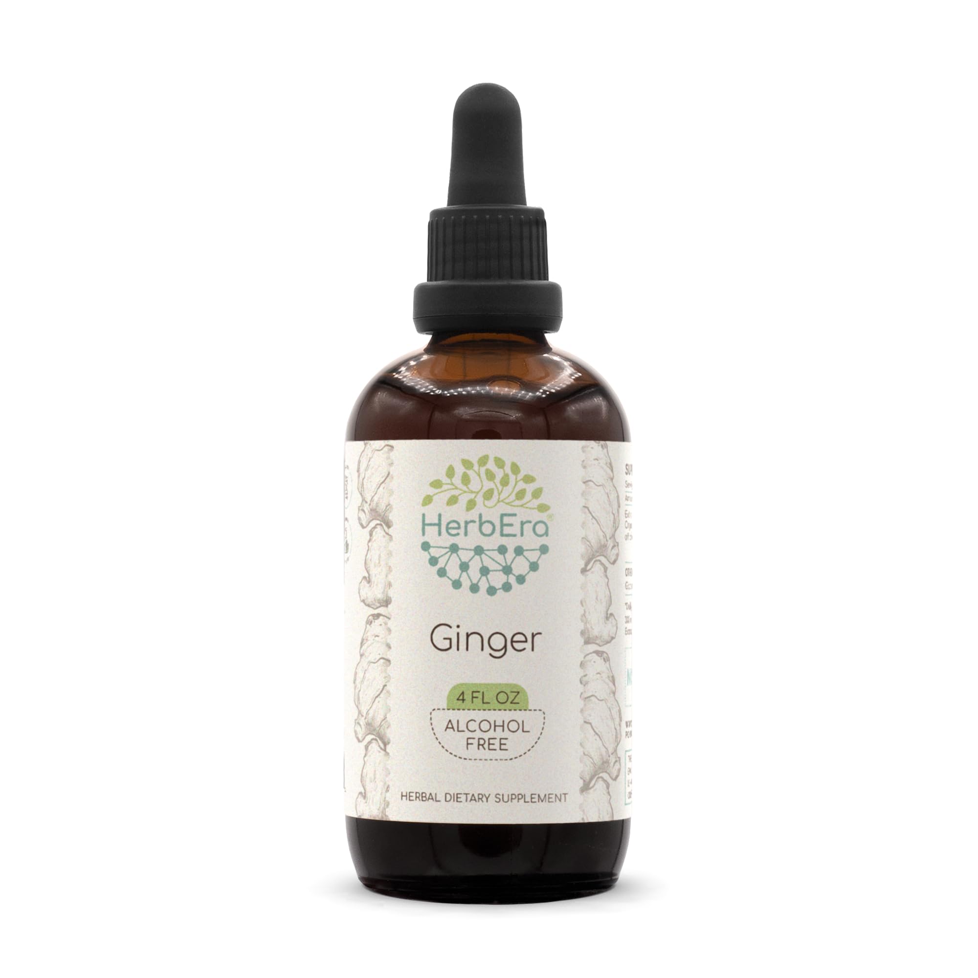 HerbEra Ginger B120 Alcohol-Free Herbal Extract Tincture, Super-Concentrated Ginger (Zingiber officinale) 4 fl oz 4 Fl Oz (Pack of 1)