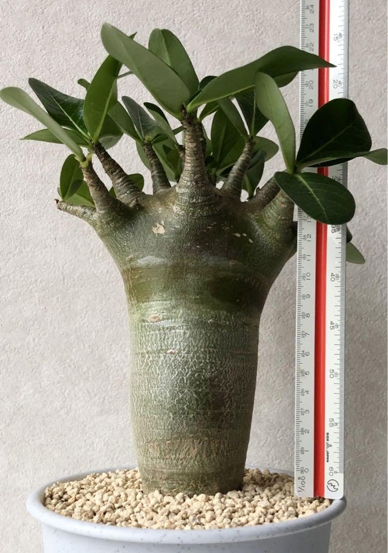 アデニウム 塊根植物 観葉植物好き 鉢ごと発送 特大 アデニウム 塊根植物 観葉植物好き 鉢ごと発送 特大 - メルカリ