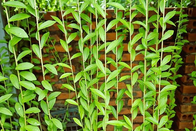 Image of Live Plant Curtain Creeper Vernonia, Decorative Green Vine for House and Office, Pack of 1 with Plastic Pot