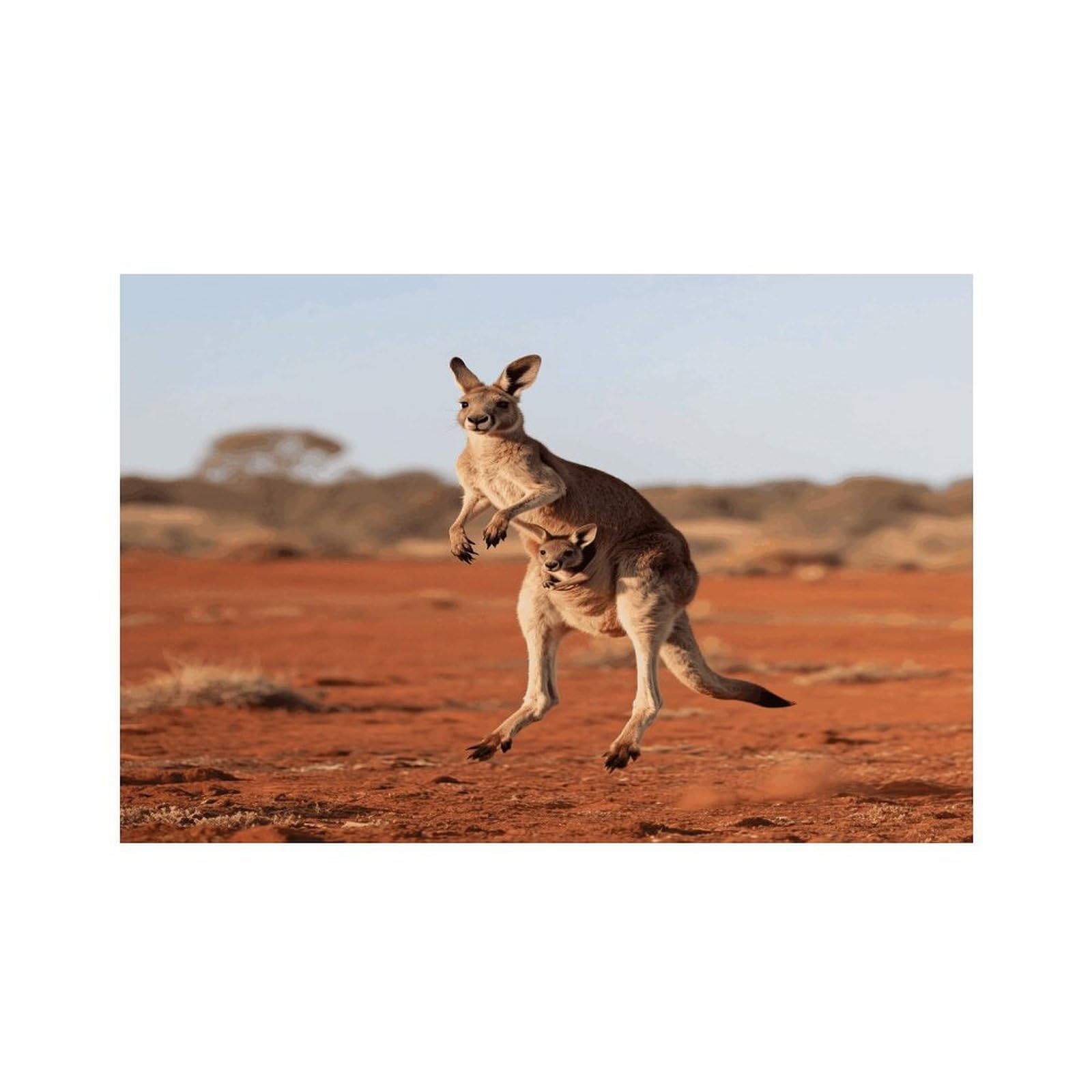 Kangaroo Placemats Heat Resistant Non-Slip Place Mats Washable Wipeable Table Mat Kitchen Dining Table Decoration Placemats Indoor Outdoor Place Mats 17.7’’×11.8’’