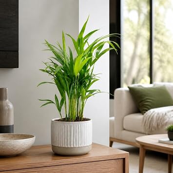 Golden Fruit Palm - Easy-Care Indoor Plant Areca Dypsis Lutescens - Height Approx. 55 cm Pot Diameter 14 cm