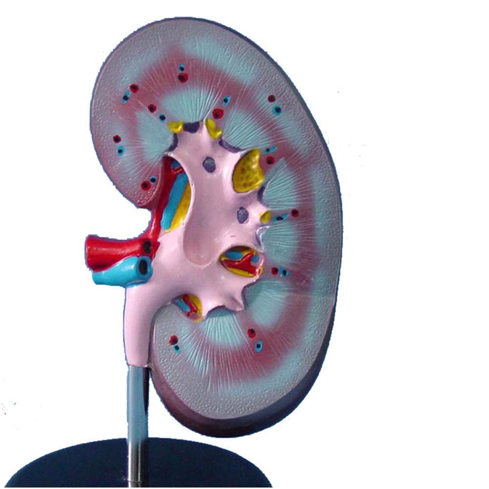 Model edukacyjny ludzka nerka model medyczny anatomiczny model nerek materiał PVC model anatomii biologicznej, modele medyczne model szkieletu