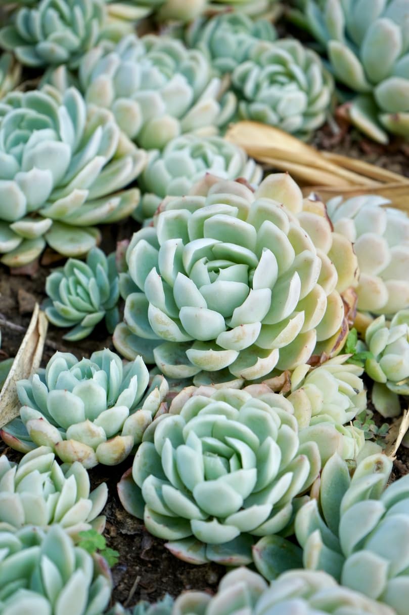 Live Echeveria Succulent Plant | 3–4 Inch Pot | Mexican Snowball Rosette Succulent | Low Maintenance Indoor Plant | Mint Green Decorative Plant for Home & Office | Laksmi Kamal-image-42
