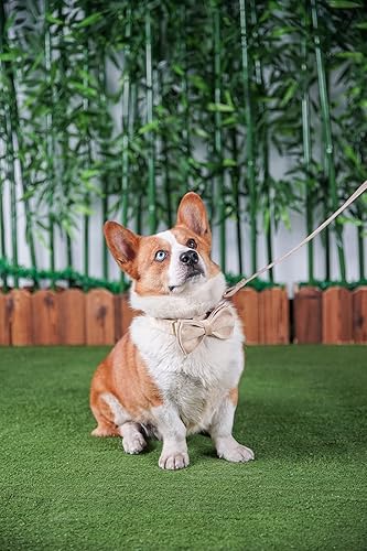 Miniatura 10 de Collar de perro con nombre y número de teléfono grabados personalizados para cachorros pequeños, medianos y grandes (M, caqui)