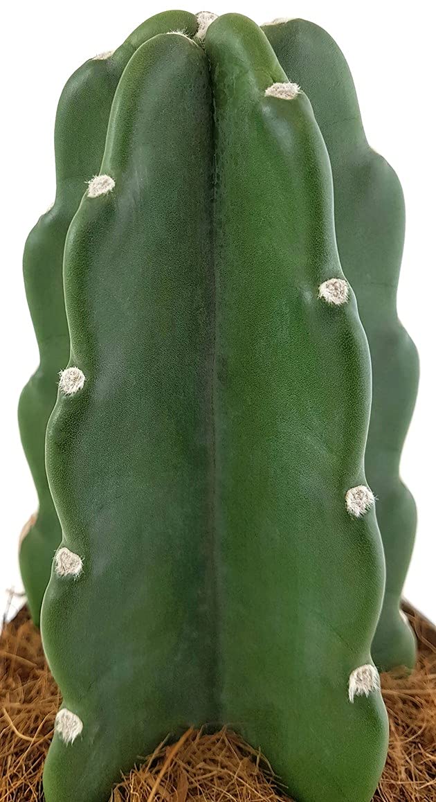 Fangblatt - Cuddly Cactus - Family-friendly cactus already 22 cm high, in  diameter 13 cm pot - extraordinary cactus without thorns : Amazon.de: Garden