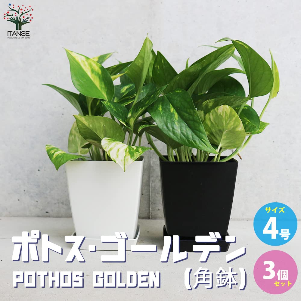 Amazon｜ポトス ゴールデン 角鉢4号 3個セット 【品種で選べる観葉植物