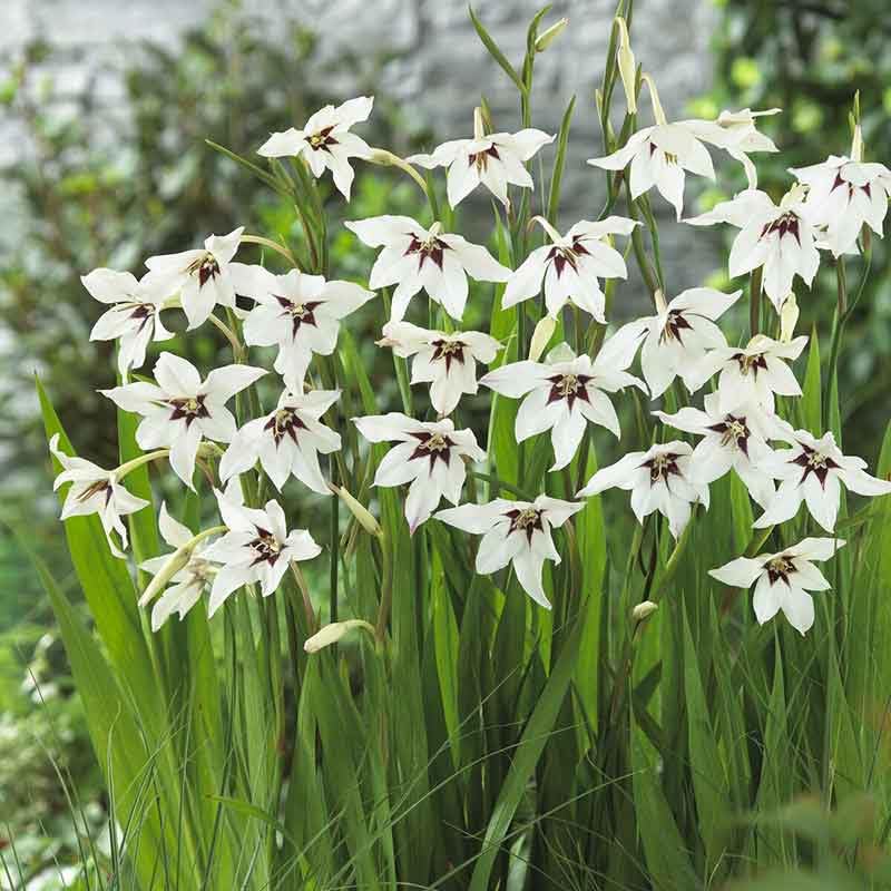 Eden Peacock Orchid Bulbs