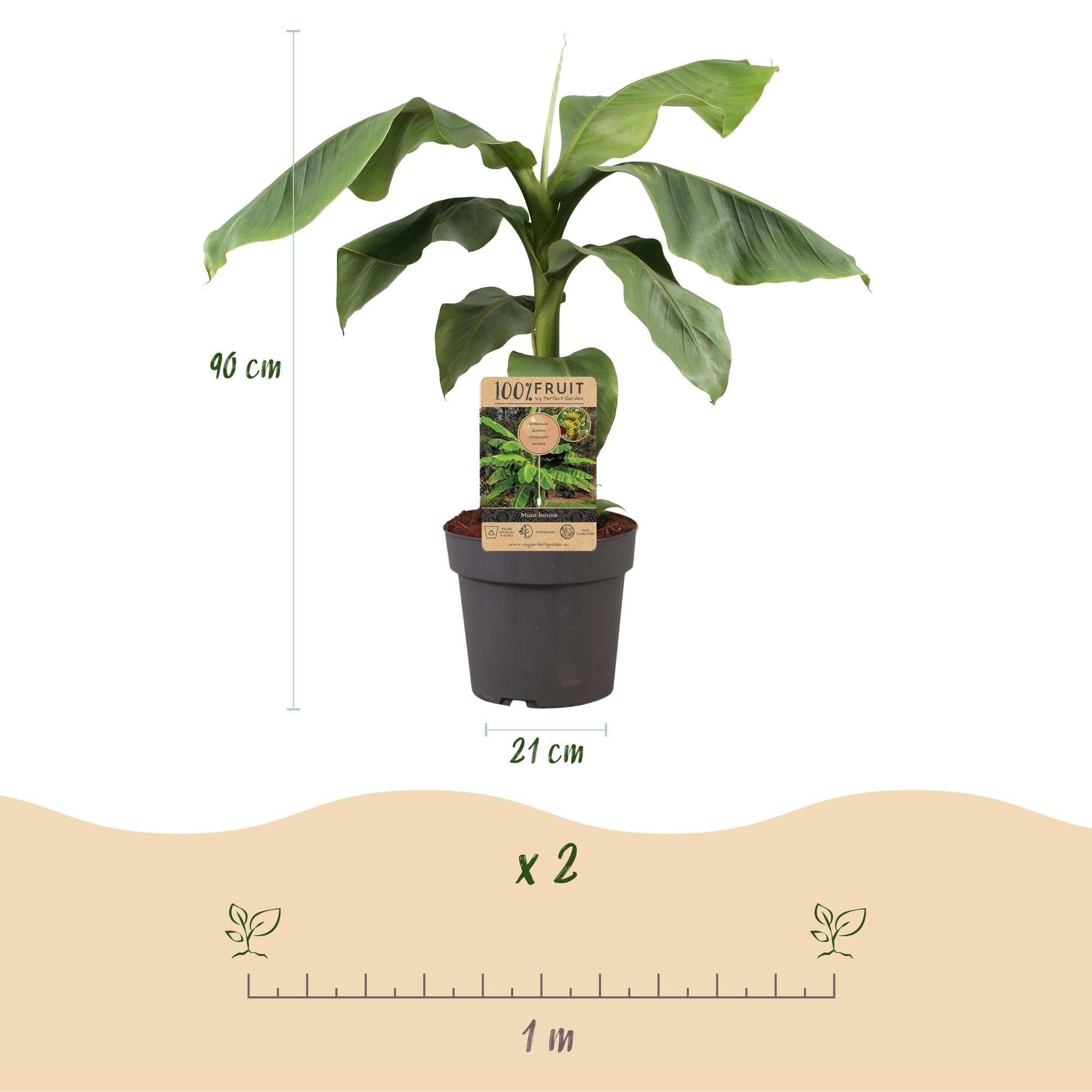 GreenboutiQ - Obstpflanze - Japanische Bananenpflanze Winterhart - Musa Basjoo - Winterhart - Topf 21cm Höhe 70-90cm