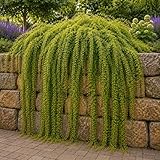Waterfall Willow Tree Cuttings to Grow (2 Cuttings) – Live Weeping Willow Starts for Planting – Fast Growing Ornamental Landscape Tree – Easy to Root Hardwood Cuttings