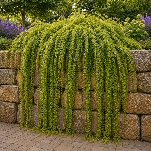 4 Waterfall Willow Tree Cuttings to Grow (4 Cuttings) – Live Weeping Willow Starts for Planting – Fast Growing Ornamental Landscape Tree – Easy to Root Hardwood Cuttings