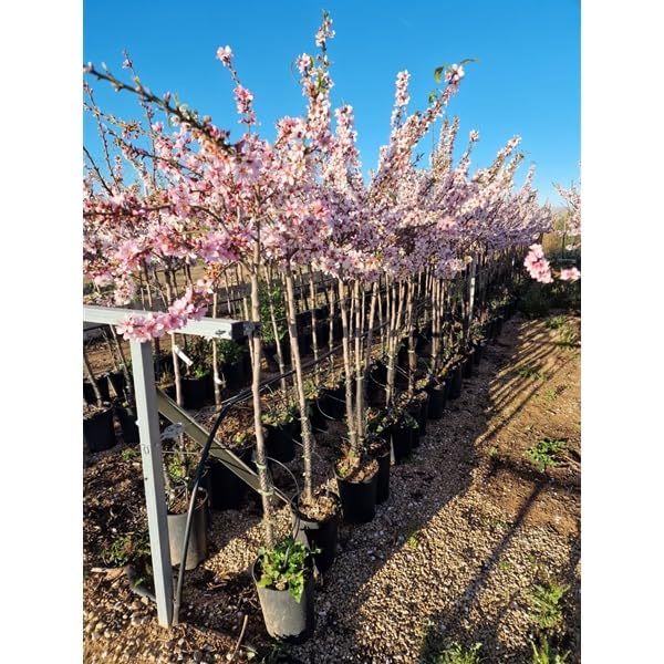 Mandelbaum Prunus dulcis 'Avijor' – Mandelbaum 160–200 cm – Selbstfruchtend, Winterhart, Für Garten & Terrasse, Ertragreich & Bienenfreundlich