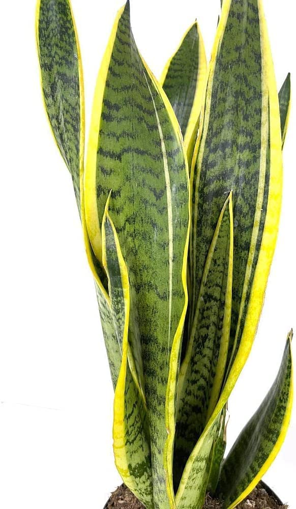 Sansevieria | Lengua de suegra | Planta natural de interior Planta natural de interior en maceta de 8,5cm