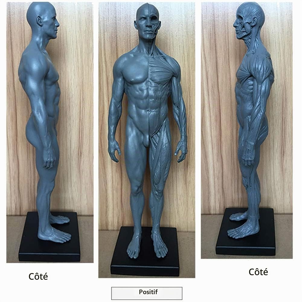 Human Anatomy Figure - Muscle Humain Squelette Modèle Anatomique 11,8 Pouces Homme Muscle modèle d'os - Human Anatomy Figures Figure Dessin Mannequin - Référence pour L'Artiste,Combination