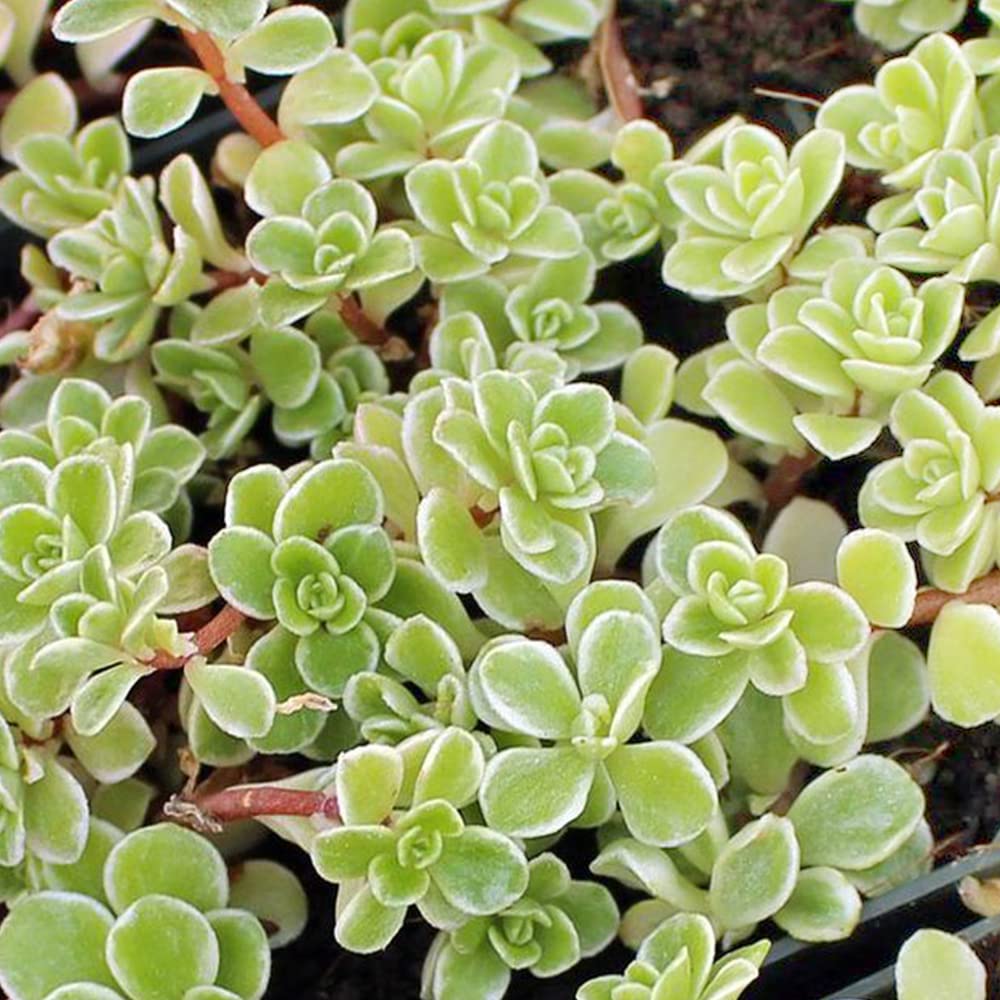 Amazon.co.jp: セダム・斑入り丸葉マンネングサ 3号ポット苗 2個セット