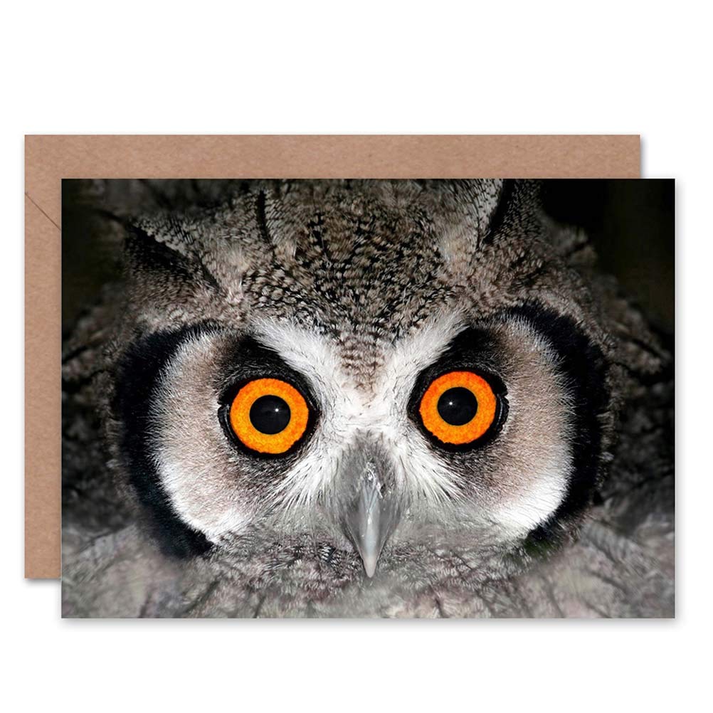 Wee Blue Coo AFRICAN WHITE FACED OWL WIDE EYES BIRD BIRTHDAY BLANK GREETINGS CARD