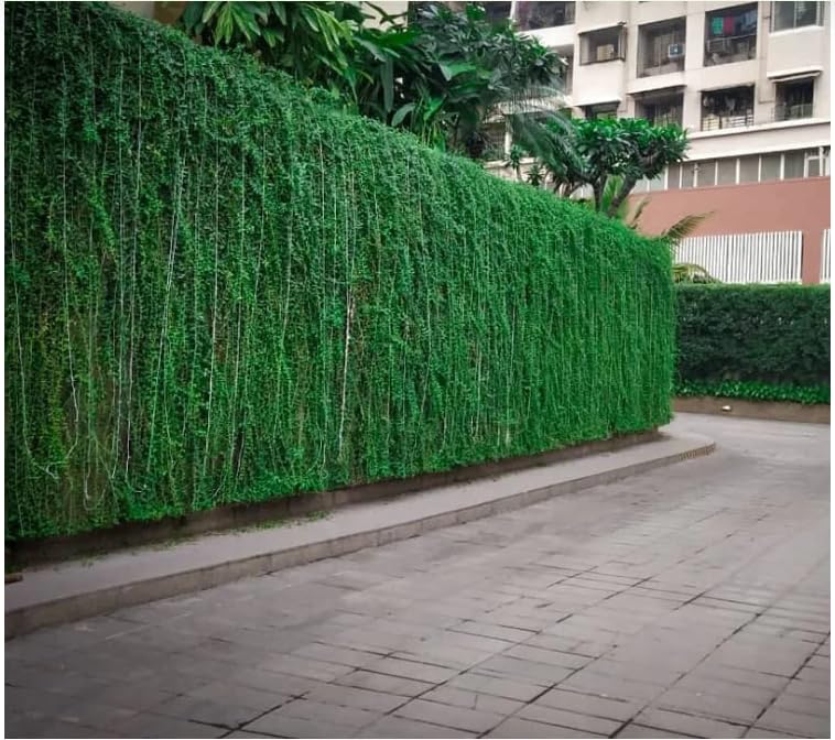 Live Curtain Creeper (Green Curtain) Plant | Eco-Friendly Wall Covering Plant for Home Décor-image-39