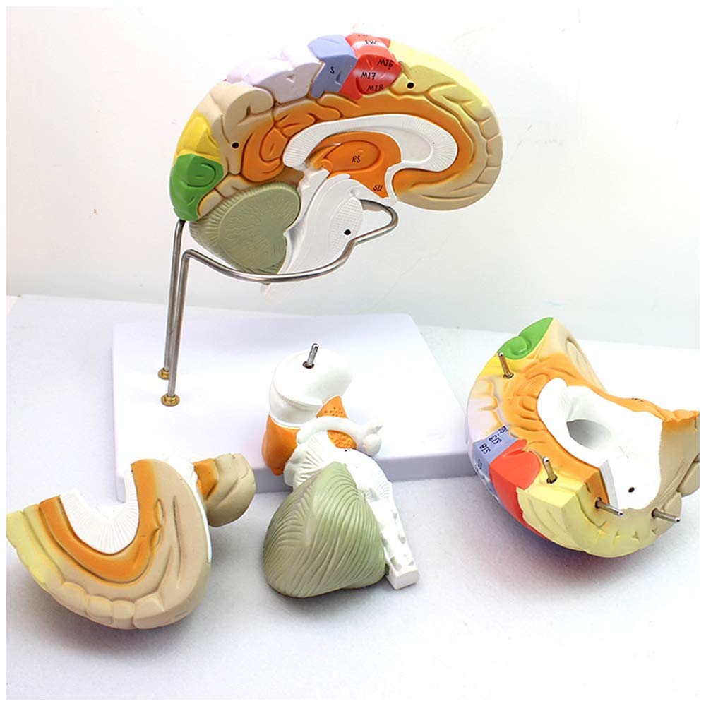 Sjdopulse 2X Magnification Brain Model - Human Brain Anatomical Model - Removable 4-Part Brain Anatomical Human Model - For Study Display Teaching Medical Model