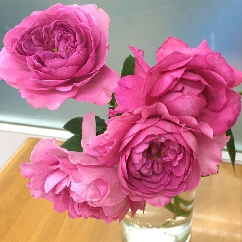 切花品種バラ開花苗 薔薇大苗 切り花品種