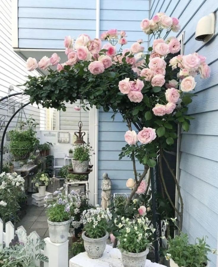RADHA KRISHNA AGRICULTURE Climbing Rose Imported Flower Seeds for Home and Gardening Pack of 50 to 60 Seeds (BABY PINK)