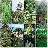 Diversión: a los niños también les gustan estos, que pueden ser una gran diversión para que los niños aprendan jardinería y exploren diferentes intereses.