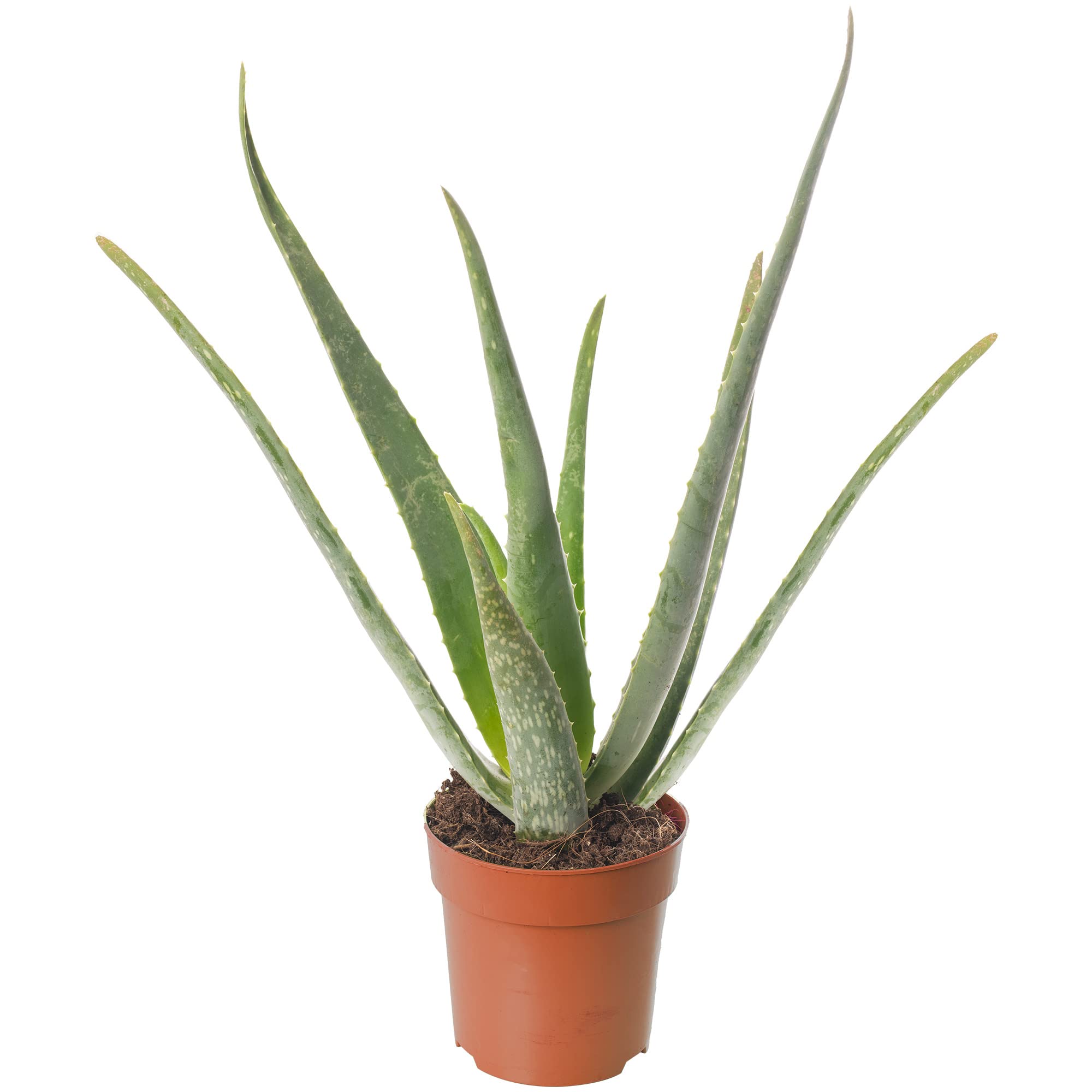 Aloe Vera Groe Zimmerpflanze, exotisch, immergrn, hochwachsend, fr  Zuhause. : Amazon.de: Garten
