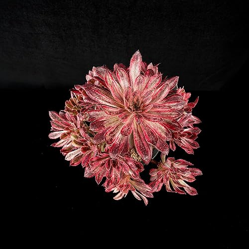 Miniatura 7 de Aeonium Superbang Variegata - Planta suculenta viva de 8 pulgadas, aeonio de follaje rojo y negro abigarrado, suculenta vibrante con múltiples
