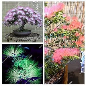 24 colori 20 pezzi bonsai semi Albizia fiore chiamato semi di Mimosa Silk tree seed per piante da fiore in vaso giardino fai da te piante ornamentali