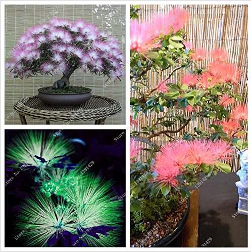 24 colori 20 pezzi bonsai semi Albizia fiore chiamato semi di Mimosa Silk tree seed per piante da fiore in vaso giardino fai da te piante ornamentali