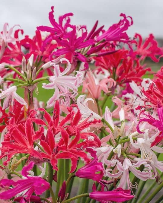 NERINE, Breeders MIX x5 Mixed Colour Hardy Flowering Bulbs Lily Garden