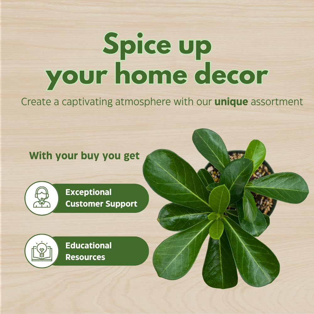 BubbleBlooms Desert Rose Pink Pearl in a 4 inch Pot Extremely Rare Flower