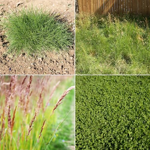Image of Ferry-Morse Microclover & Fescue Grass Alternative Mix, 570,000+, 1 lb