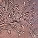 Handmade Copper Kitchen Backsplash Tiles, Tree Branches with Leaves Kitchen Backsplash, Custom Copper Backsplash Panel, Custom Stove Splashback Tile, Indoor Outdoor Wall Decor (Copper)