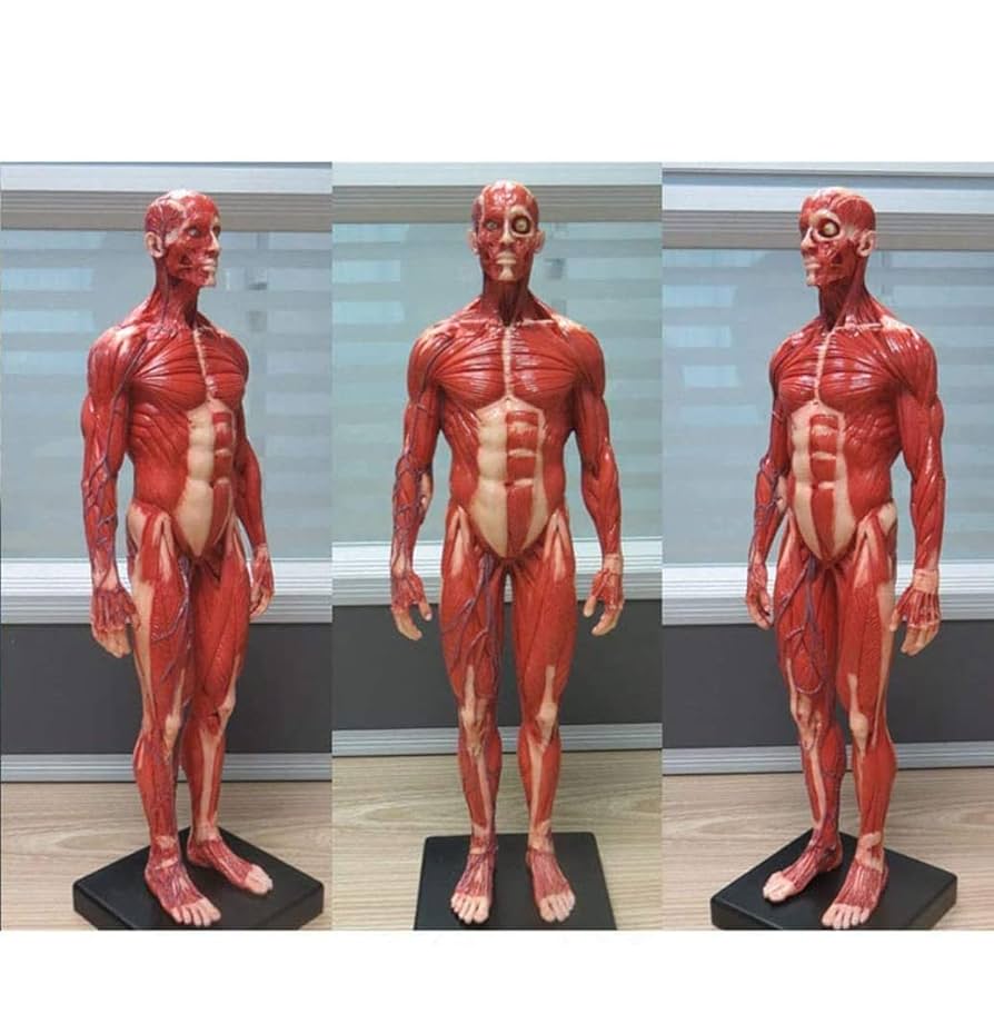 SUPREME 18AW Male Anatomy Model 人体模型 Supreme Male Anatomy Model (FW18) - $46