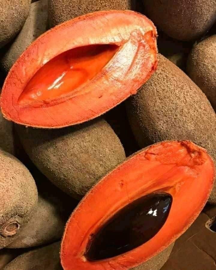 Image of Thai Sapota Chiku Live Fruit Plant | Grafted Dwarf Variety of Zapote Chico | Manilkara Zapota Tree for Home Garden | High Yield, Sweet Fruit | Easy Grow | Live Plant for Backyard - Pack of 1