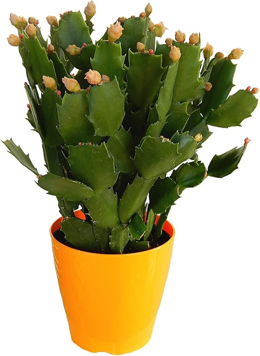 Amazon Co Jp デンマークカクタス 変わり咲き種 ピンクローズ 3 5号 バラ咲き Diy 工具 ガーデン