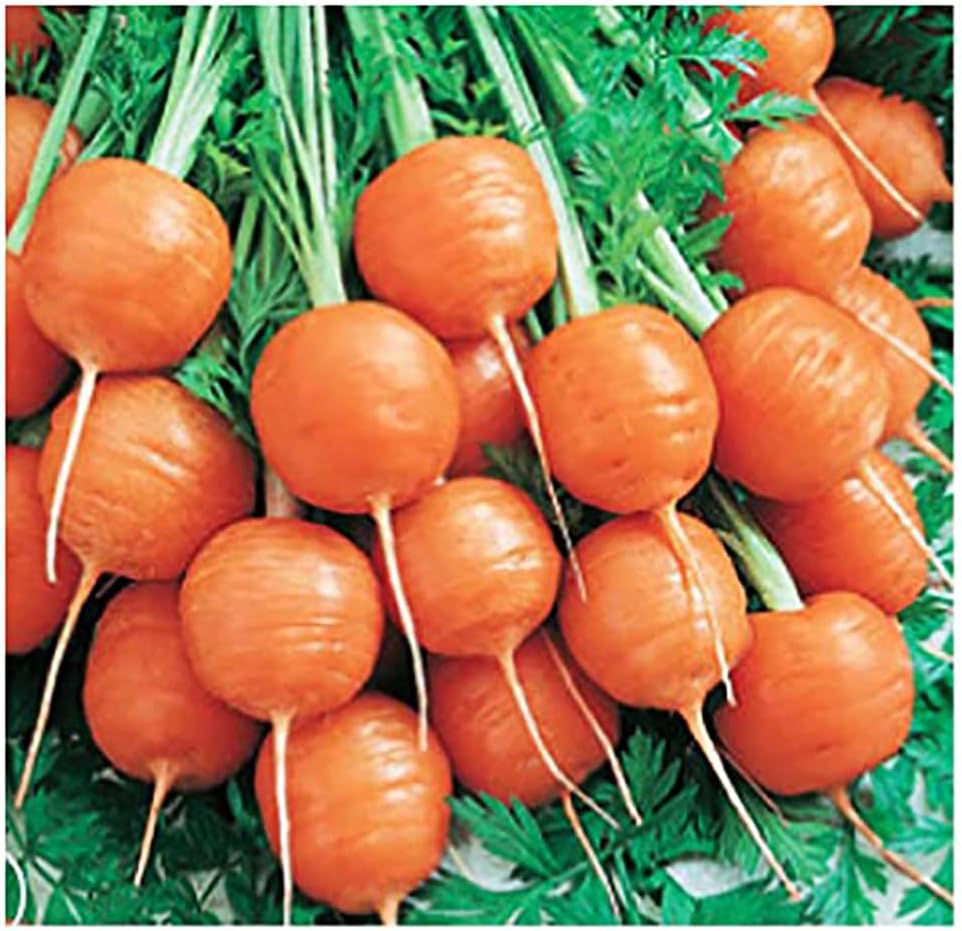 Parisian Round Baby Carrot Seeds - Gourmet Delicacy, 95% Germination, 1000 Seeds, Easy Grow for Beginners