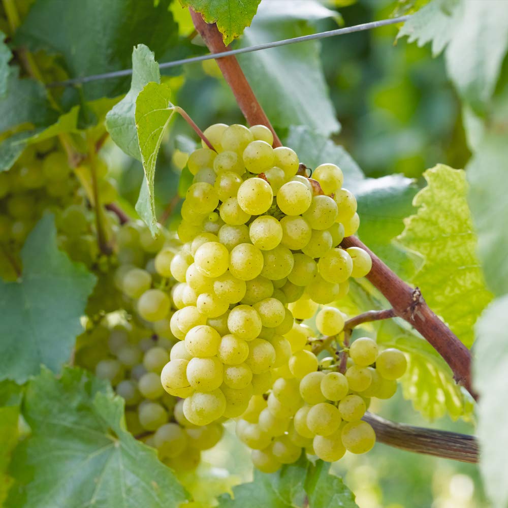 Grape Chardonnay Vitis Vinifera White Grape Vine Trees Fruit
