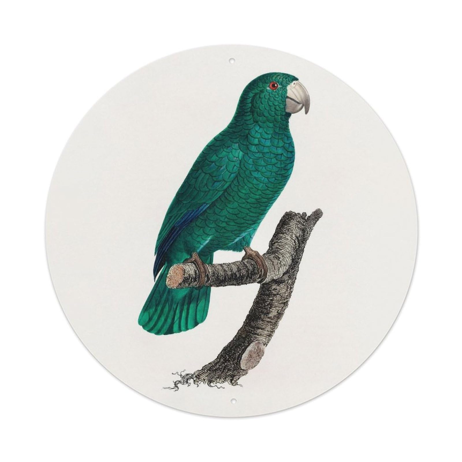 Animal Birds Green Feather Parrot Vintage Metal Tin Sign Plaque Wall Decor for Cafe, Club Bar, Office, Garden Metal Poster 8x8Inch